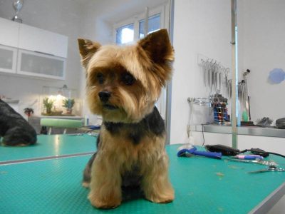 Salon BLANDA – stříhání psů a koček Hradec Králové